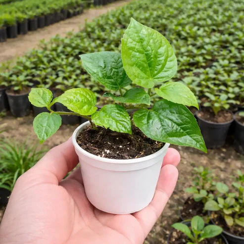 Betel leaf